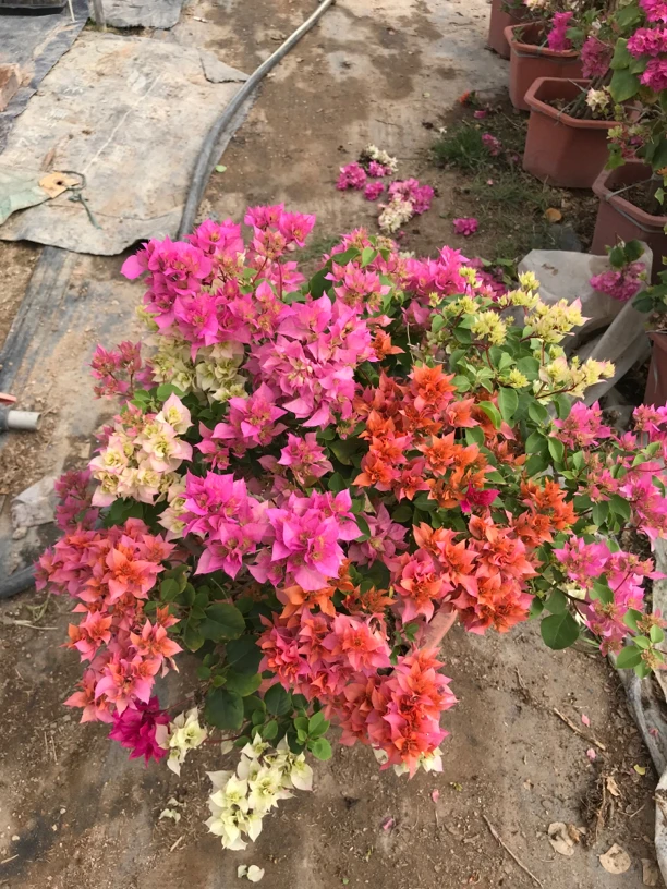 重瓣老桩三角梅盆景