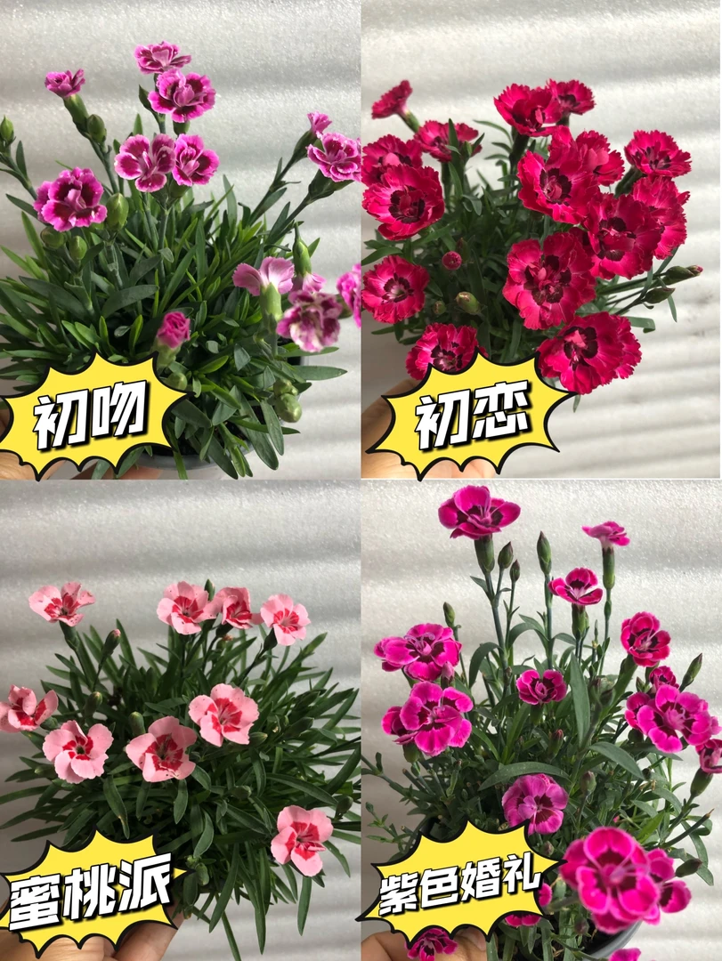 康乃馨初吻初恋蜜桃派石竹带花苞四季开花