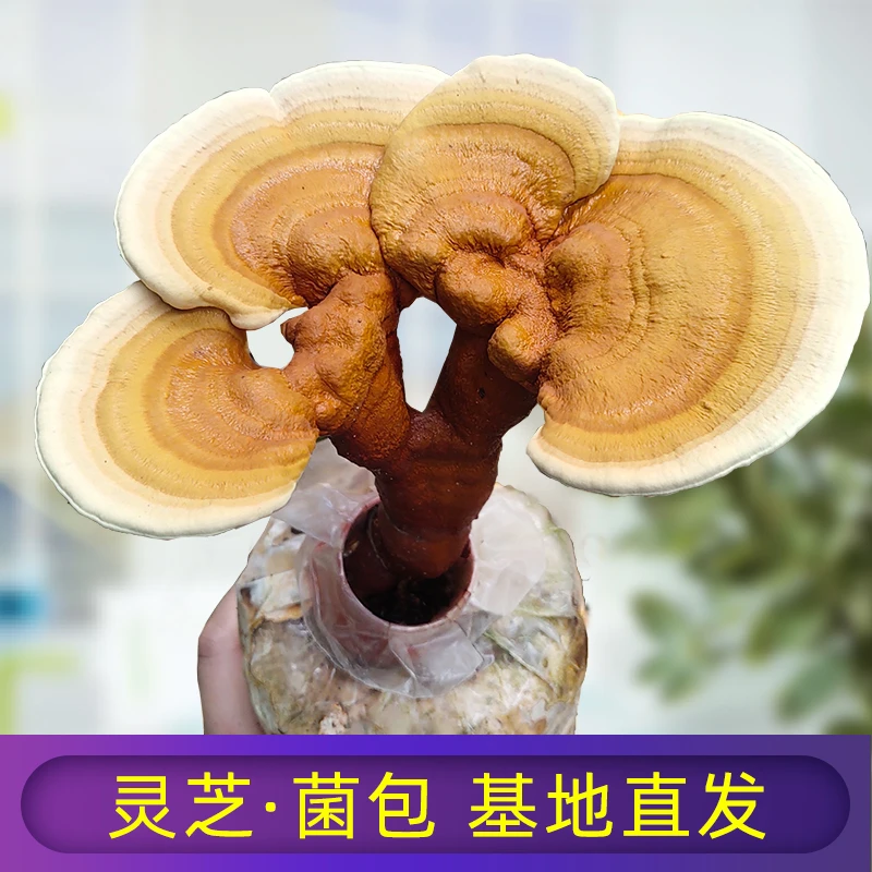赤芝灵食用种植养殖菌包菌棒家庭园艺盆栽林芝蘑菇阳台盆栽