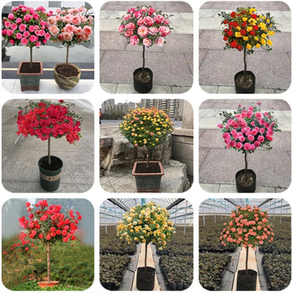 树桩月季月季花棒棒糖造型夏季栽培玫瑰嫁接浓香好养活四季开花