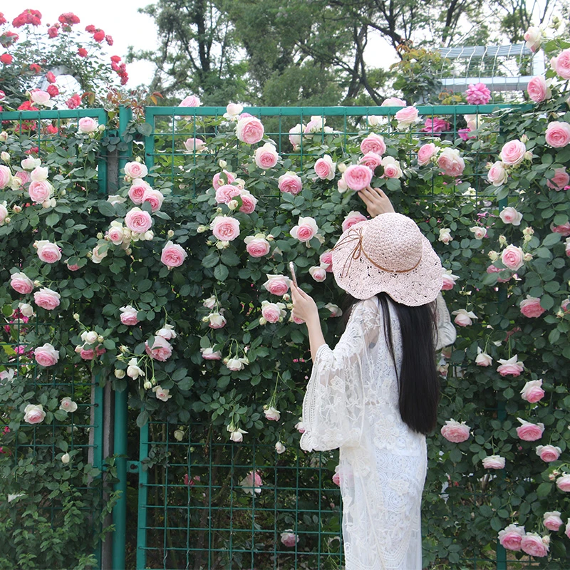 多花爬藤月季特大花浓香四季庭院阳台攀援植物土球发货【中苗】