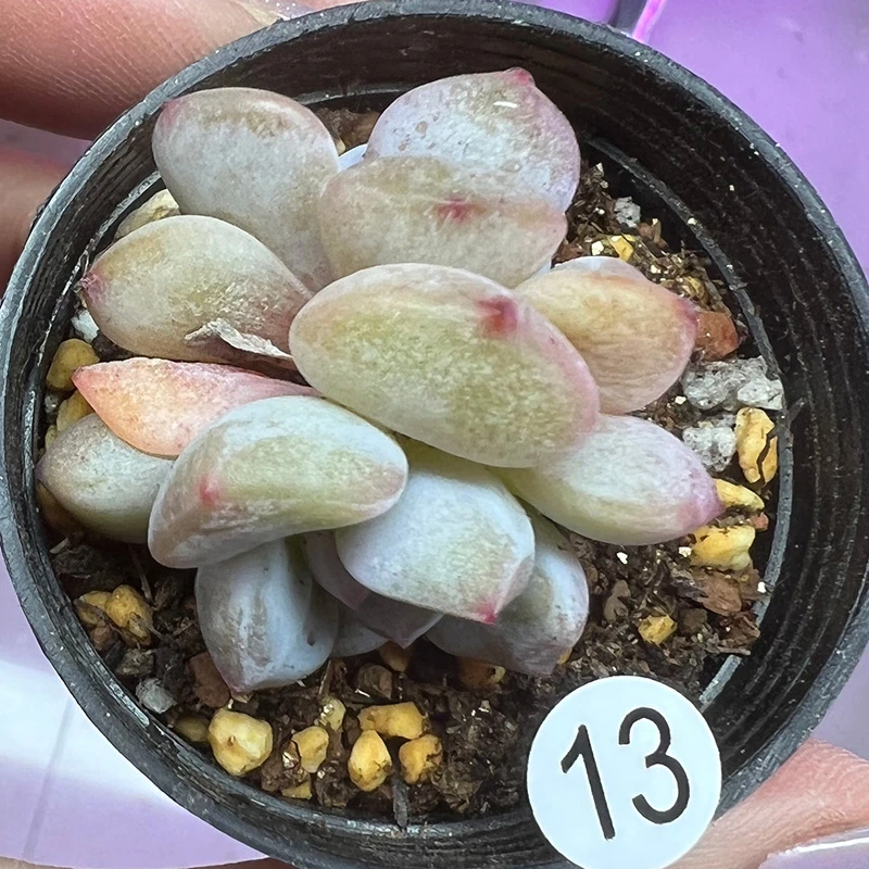 多肉植物优选雪天使正版日本星影非橙梦露一物一拍暗纹糖心宽圆叶