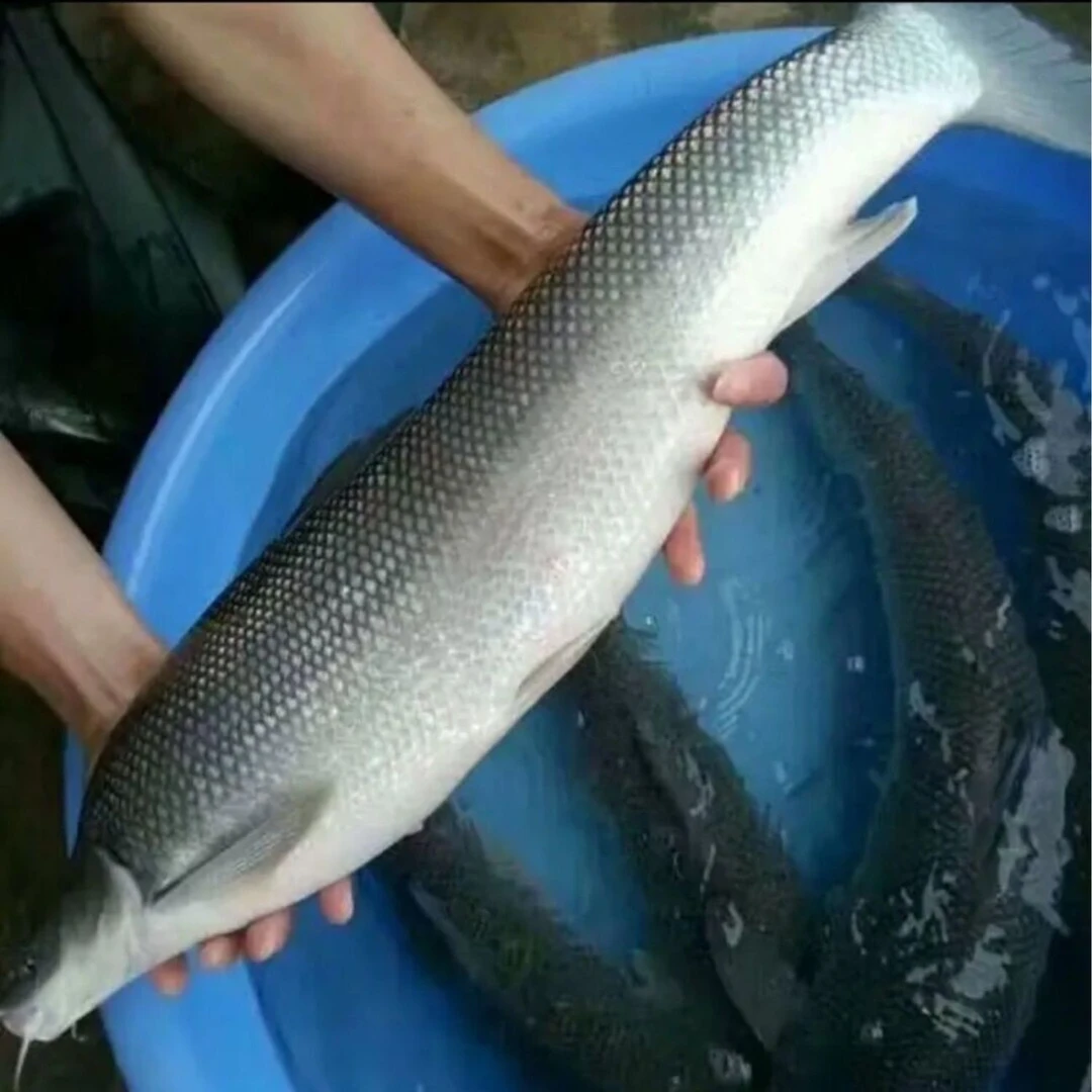 银鳕鱼小鱼四川发货淡水养殖食用观赏均可