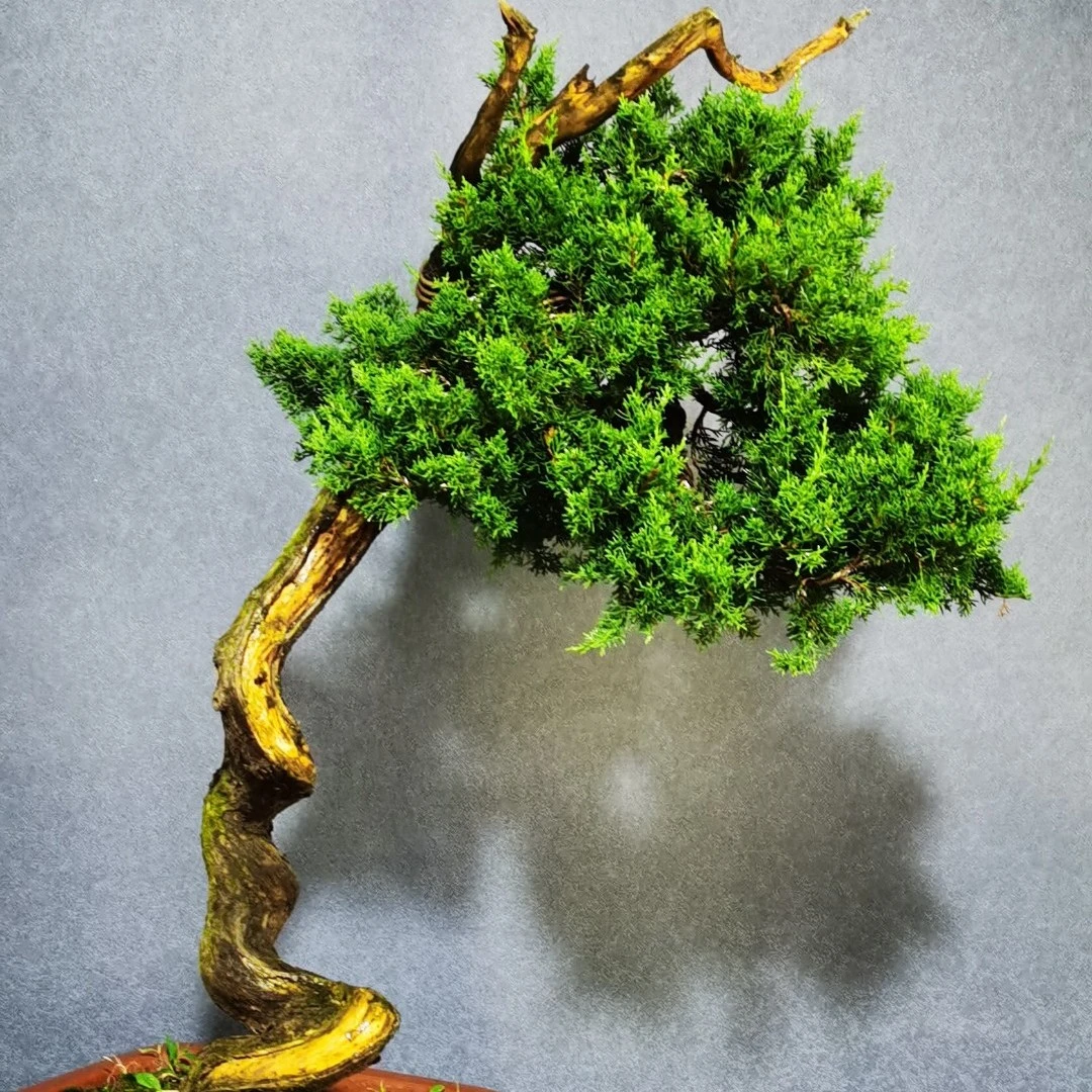 ③志祥盆景 一物一拍