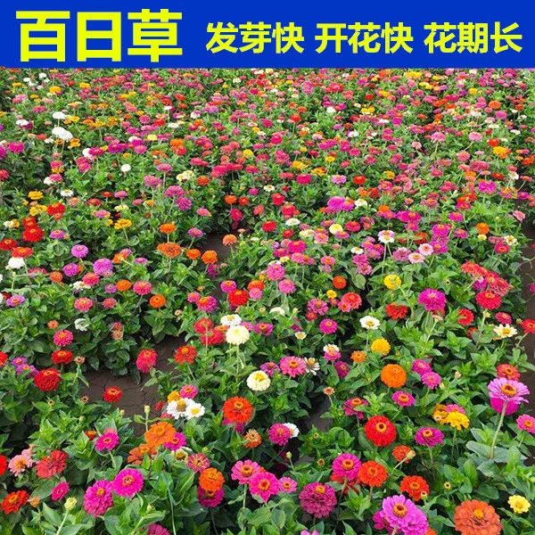 四季易种百日草花种子波斯菊道路庭院百日菊室外阳台花籽开花不断