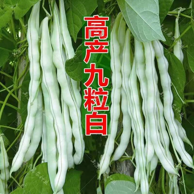 摘不败【九粒白芸豆籽种子】白不老四季豆角架四季豆