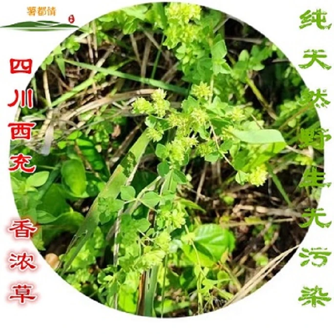 西充特产野生农产品香龙草香浓草香笼草香炉草香薷草叶食用50克