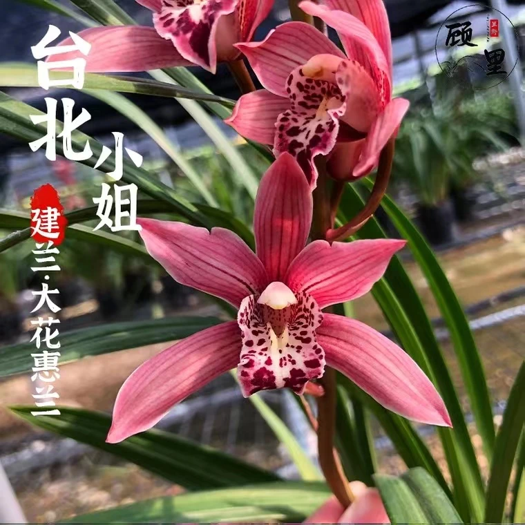 【萌兴兰幽合作社】台北小姐兰花苗四季建兰清香好养室内花卉盆栽