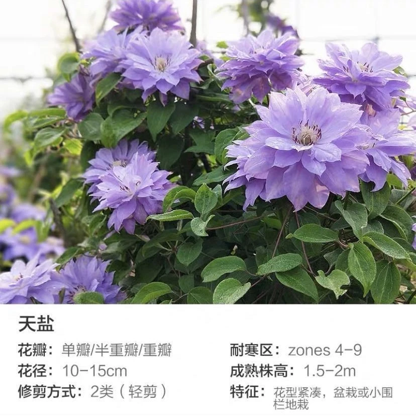 铁线莲 天盐 二类早花大花重瓣品种室内外种植阳台办公桌