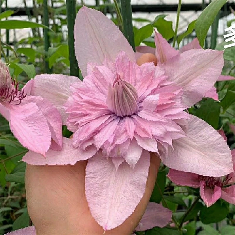 铁线莲 多粉 三类晚花大花粉色品种多季节开花耐寒耐热