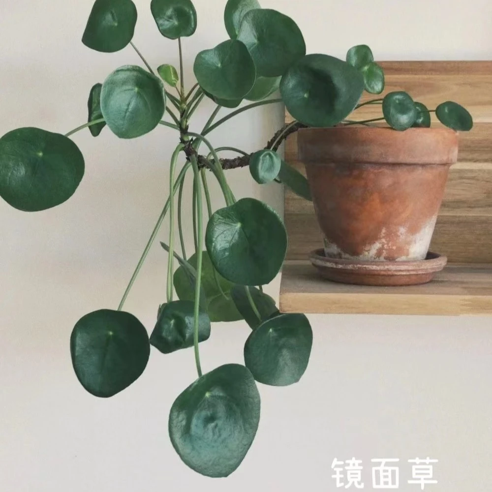【老花医】镜面草室内网红绿植花卉桌面盆栽清新空气净化趣味叶片