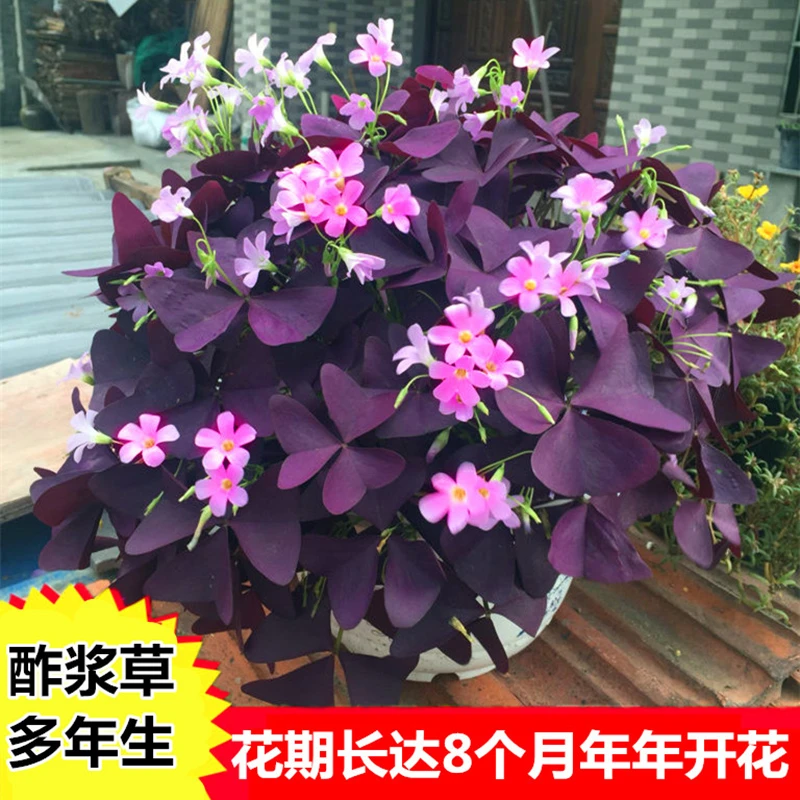 紫叶酢浆草种球红花炸酱草幸运草盆栽紫蝴蝶三叶草种子醡浆草种球