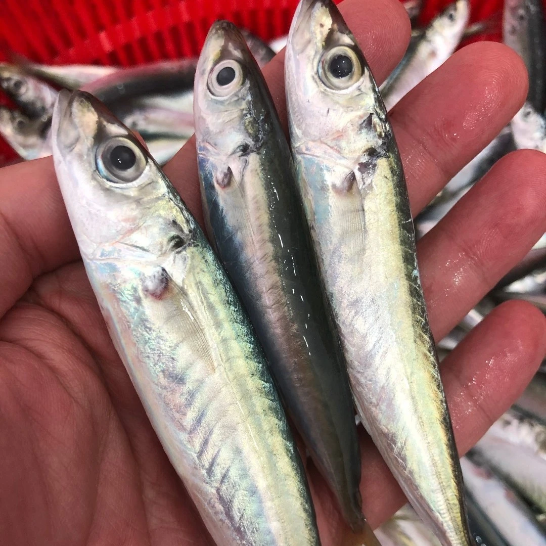 【鱼乐】当天灯光鱼竹池鱼