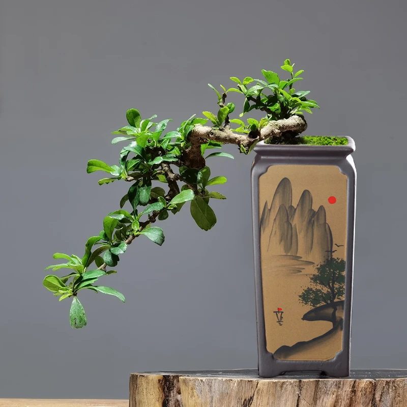 花珍坊陶瓷花盆纯手绘飘枝悬崖桩高款方签筒矮四方植物造景盆透气