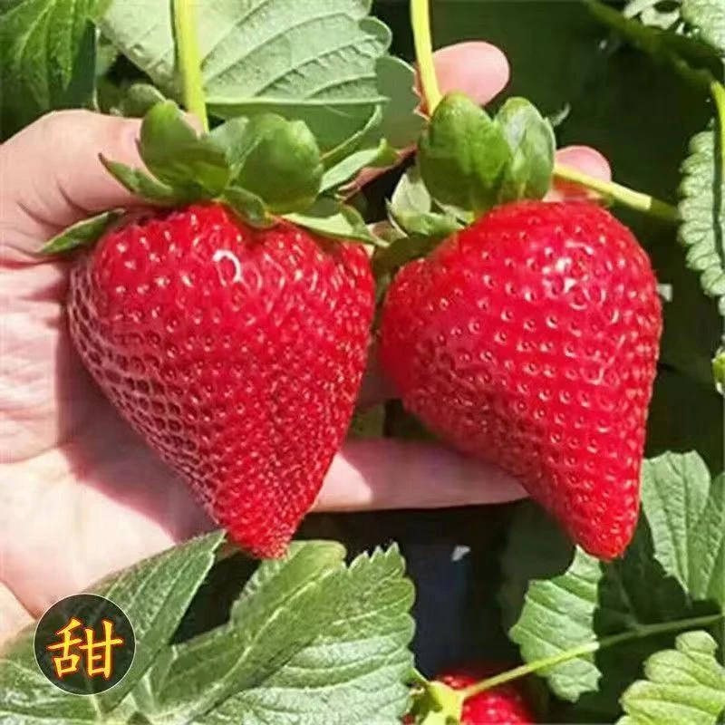 草莓苗原盆原土发货草莓苗盆栽地栽奶油草莓苗庭院阳台易结果