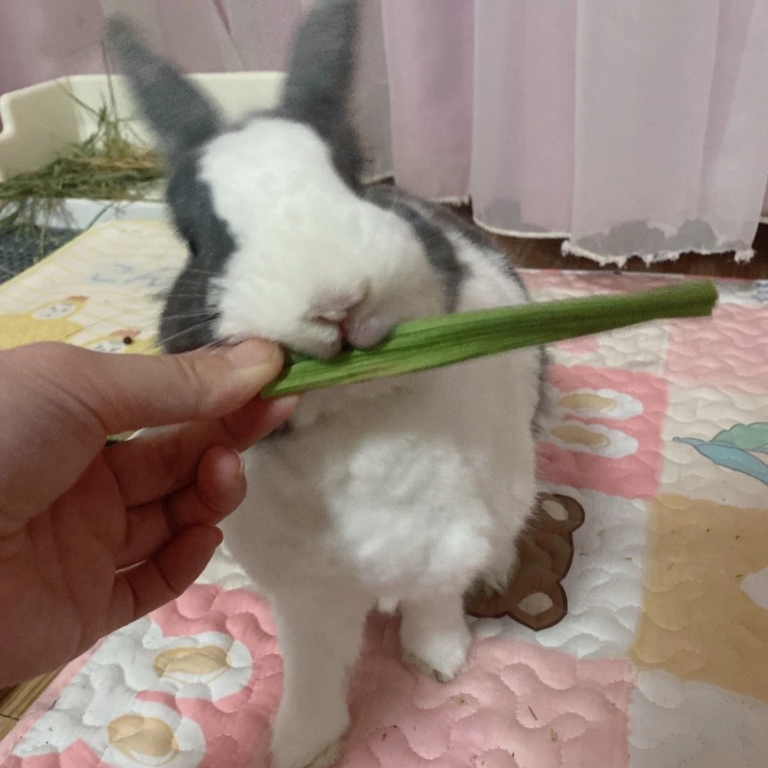 奇奇同款木瓜茎野生磨牙兔子龙猫荷兰猪零食代替苹果枝15g 9-12根