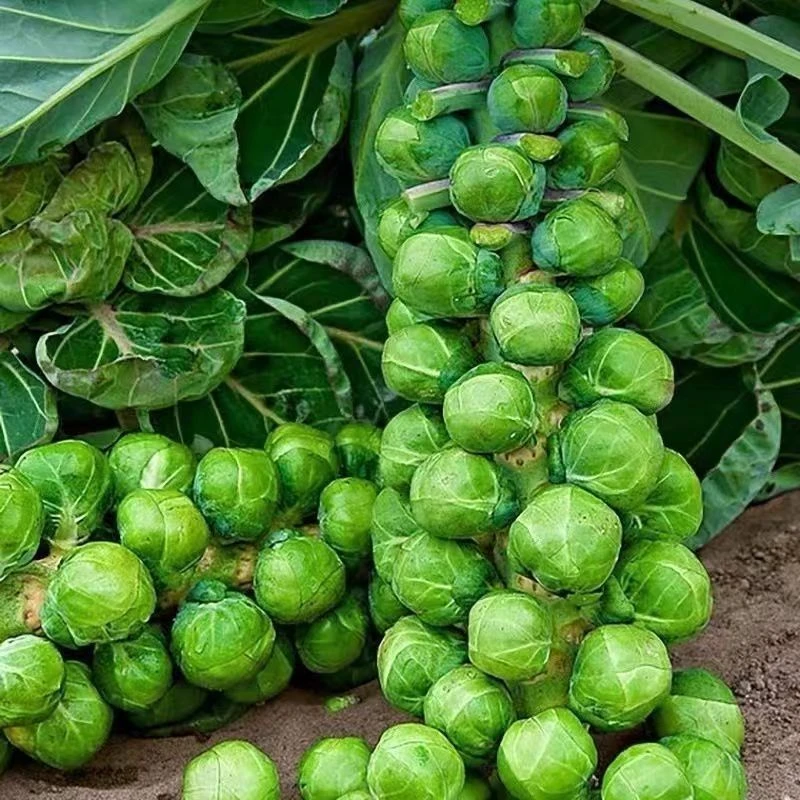 孢子甘蓝孢子甘蓝种子蔬菜种仔小包菜卷心菜菜籽菜种四季盆栽