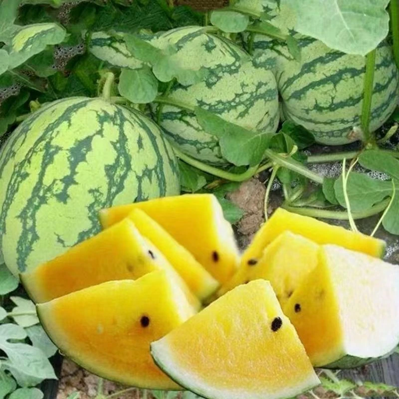 【家庭园艺适用】黄壤西瓜种子适应性强四季种植水果西瓜种子薄皮