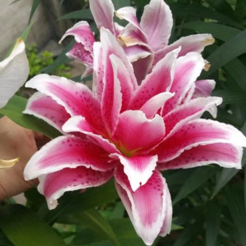 【百合花种球】香水百合种球 带芽发货 成活高