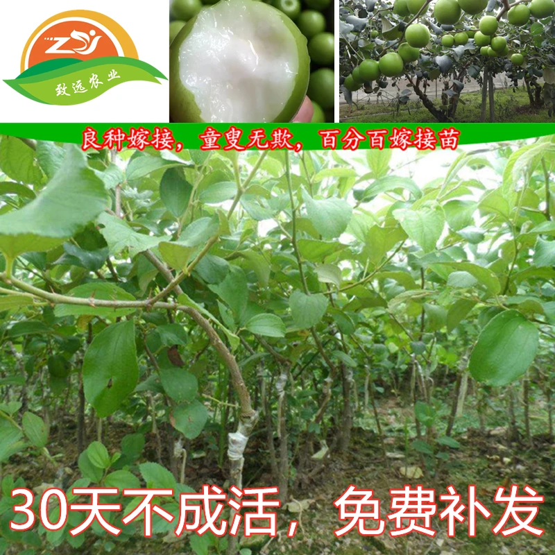 台湾大青枣树苗牛奶枣庭院盆栽嫁接果树当年开花结果带土带叶包邮