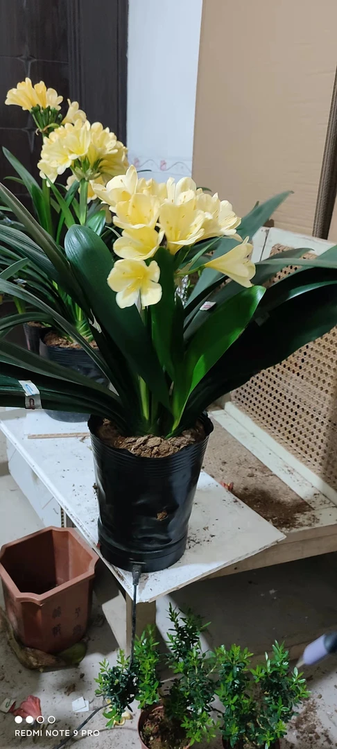 君子兰黄花盆栽绿植花卉