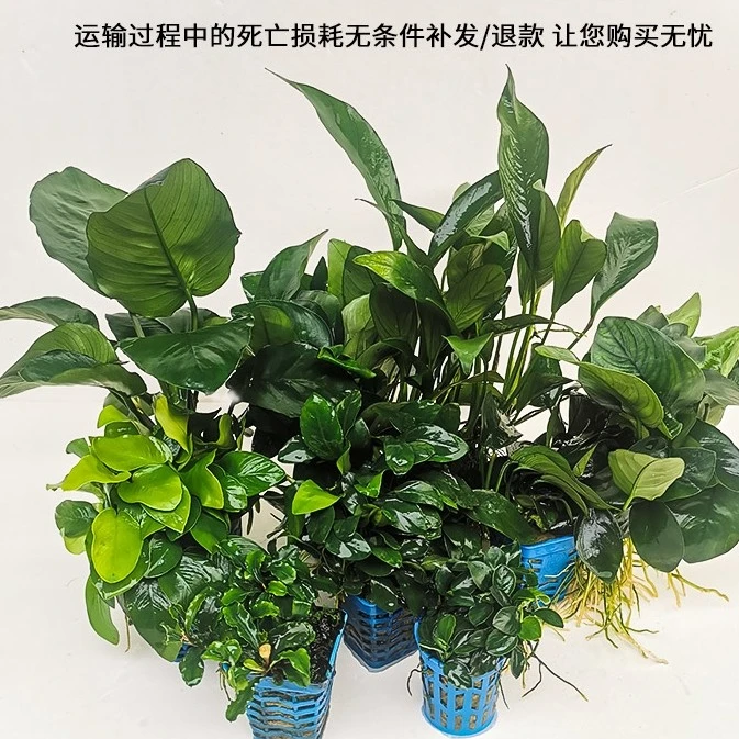 普农（果然）鱼缸懒人造景水草金钱丹麦大叶黄金小型迷你专用水榕