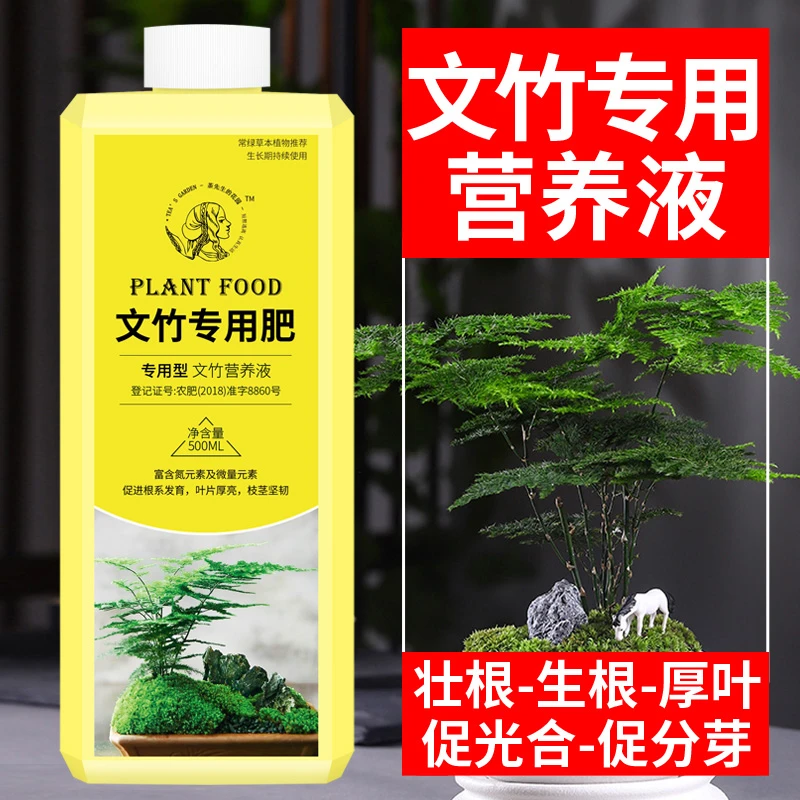 文竹营养液文竹专用肥文竹专用营养液文竹叶子发黄肥料黄叶怎么办