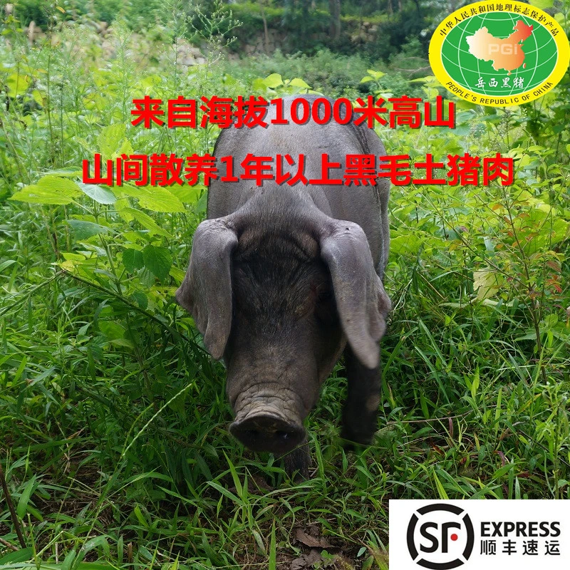 【现称链接】岳西黑猪国家地标产品来自大别山高山养殖300+跑山猪