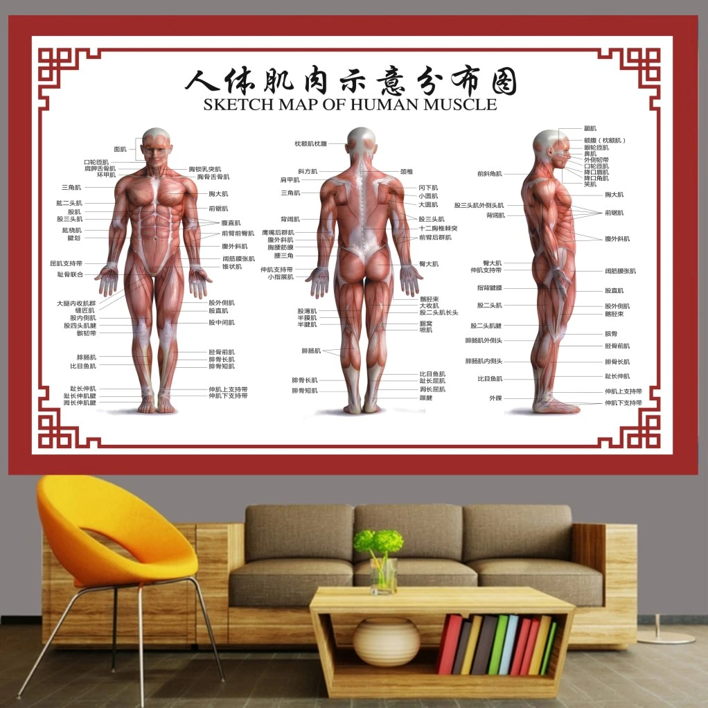 人体肌肉示意图分布图中医养生人体骨骼图肌肉骨骼医用彩色墙贴图