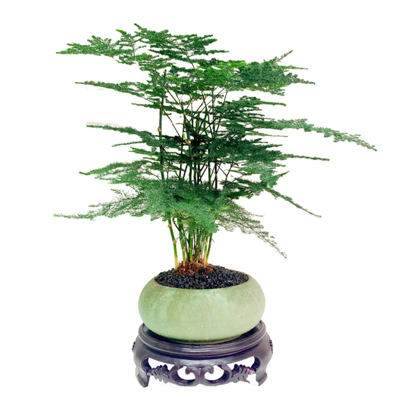 【优选】文竹陶瓷盆室内净化空气绿植花卉盆栽自然清新翠绿优雅