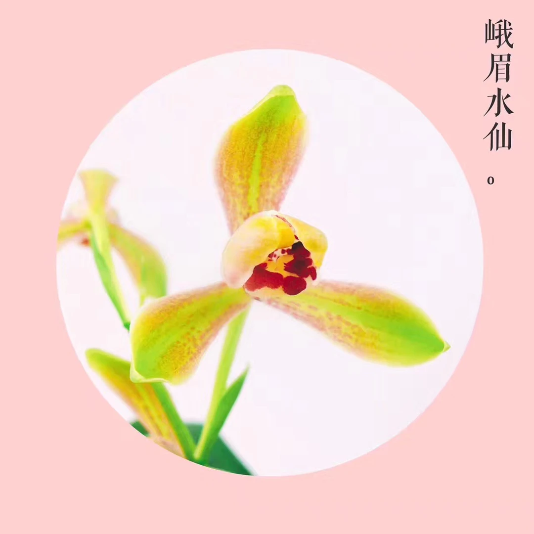 直播改价链接 【花源兰苑】精品国兰，一物一拍