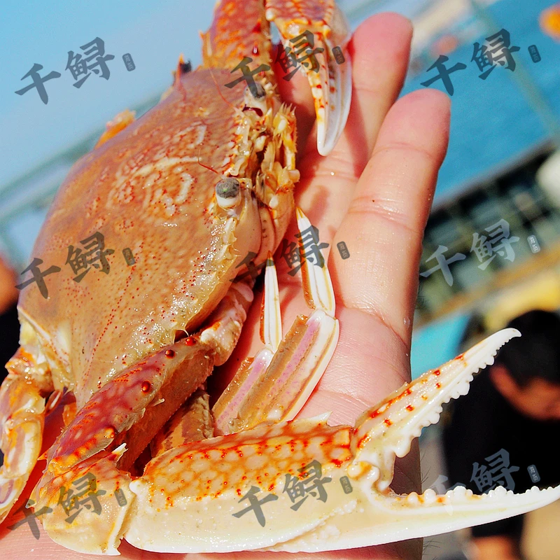 4盒包邮野生扁蟹肉蟹鲜活冷冻水产香辣蟹福建东山海鲜工厂直发
