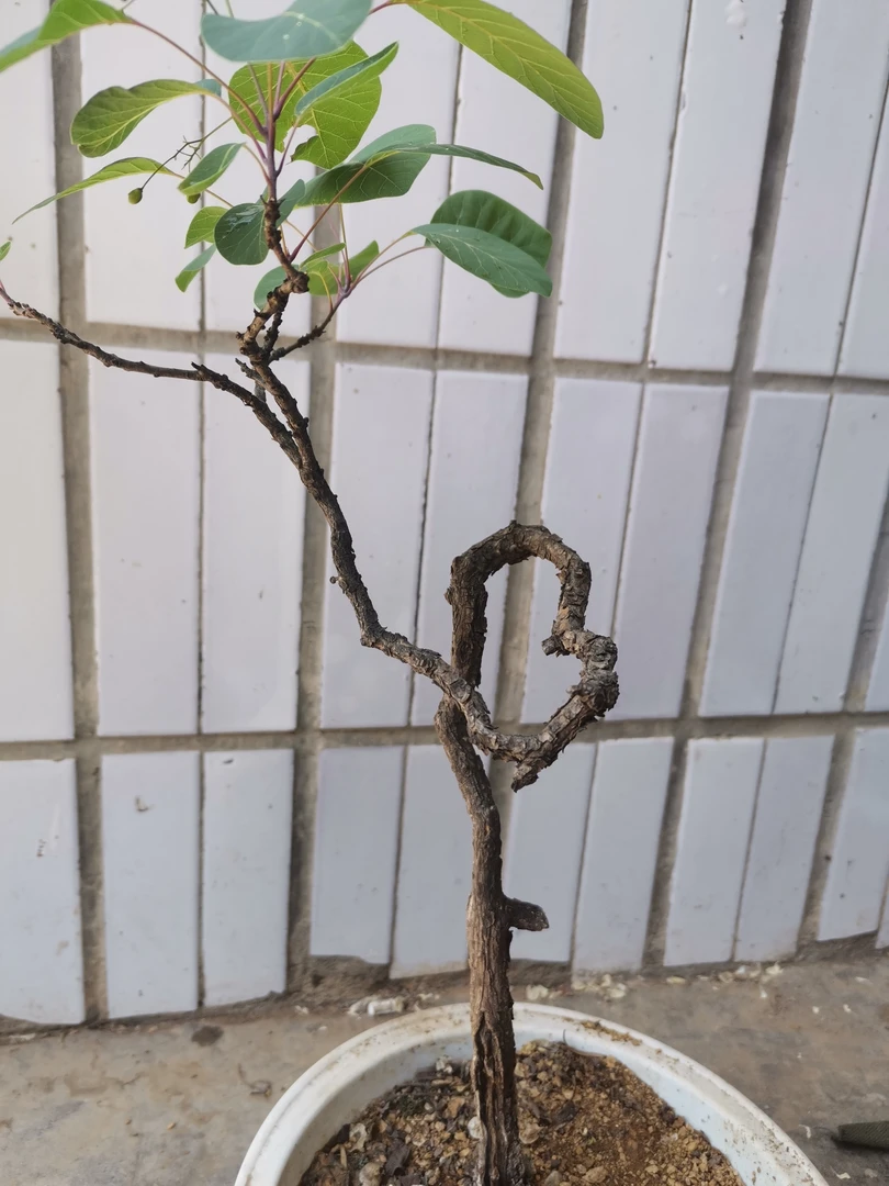 黄栌，又名红叶黄栌