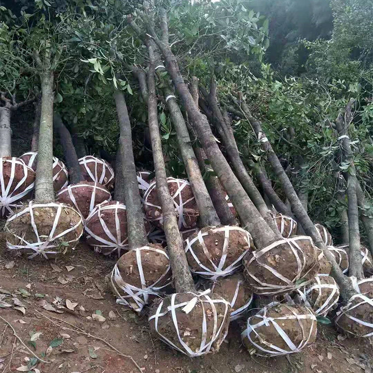 桂花树大树土地拆迁征收占地赔偿垃圾征地专用树室外地载桂花树苗