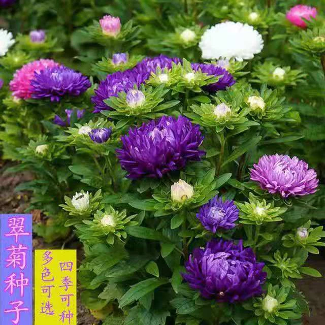 四季翠菊花种籽重瓣菊花种子室内阳台庭院盆栽易活易种大花卉种子