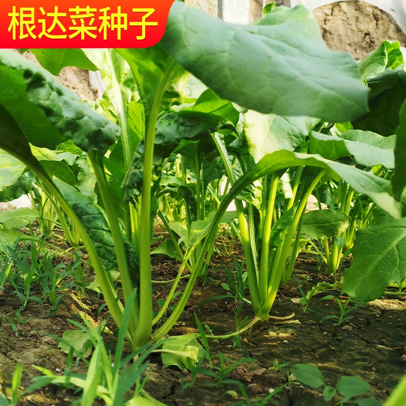 高产根达菜种子牛皮菜君达菜种籽营养丰富农家四季播春季蔬菜种