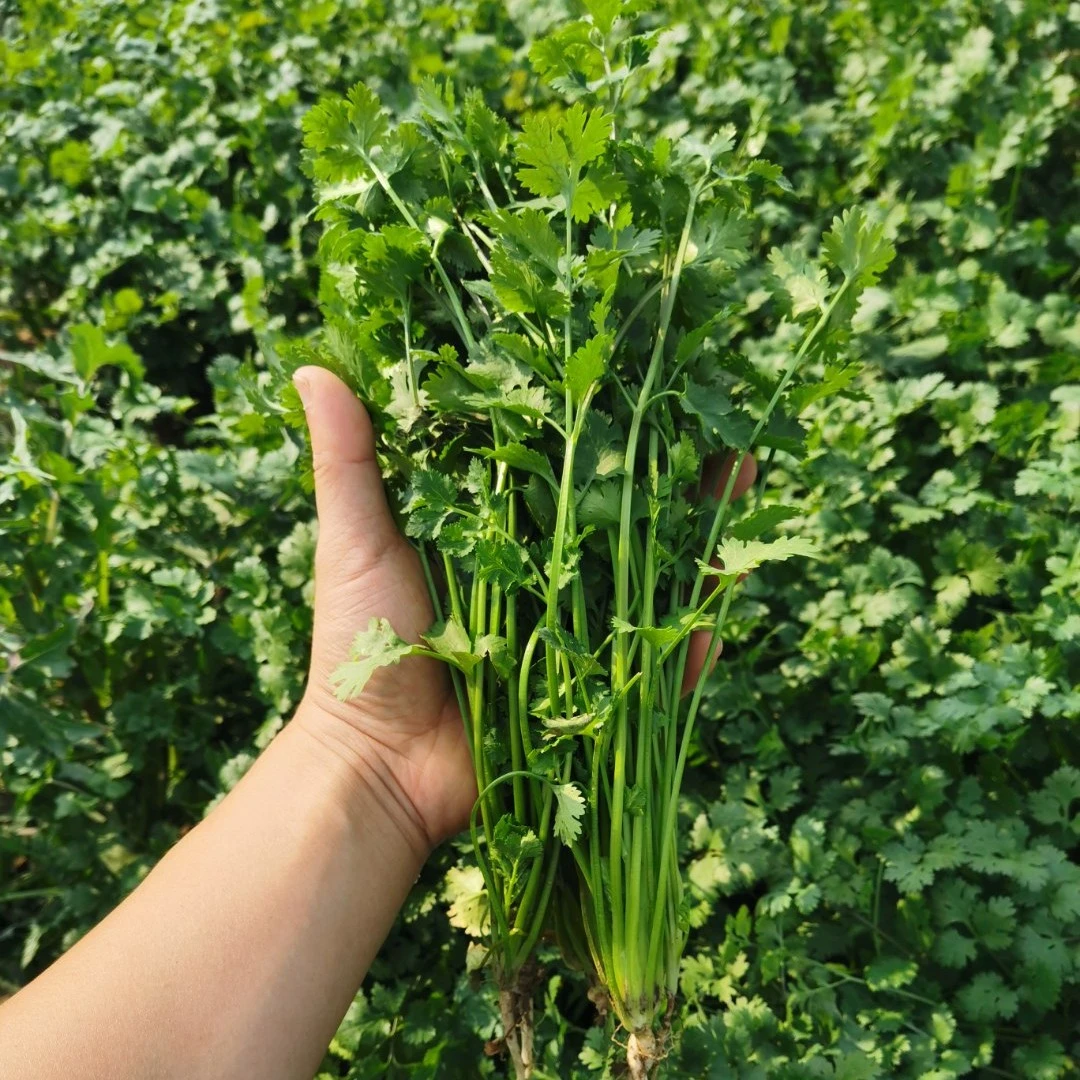 香菜种子苗子香菜籽香味浓郁抗热抗寒耐抽苔四季种植蔬菜种孑