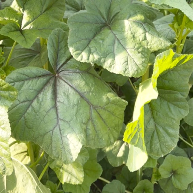 特色冬寒菜种子保健菜冬苋菜马蹄莱儿童高钙野菜农家菜园种植
