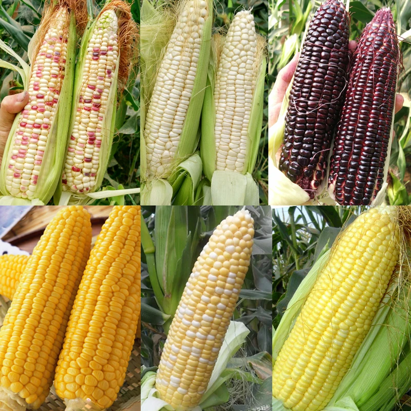 玉米种籽鲜香糯甜糯玉米种孑各种鲜食玉米特高产农家春季蔬菜种子
