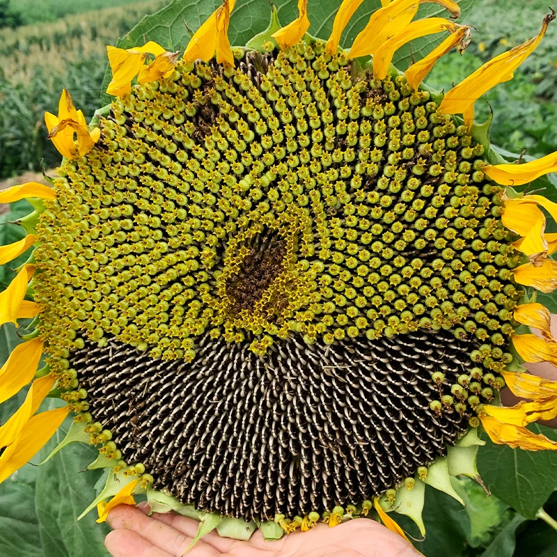 向日葵种孑瓜子葵花籽高产大粒食葵矮大头油葵种子庭院蔬菜种籽
