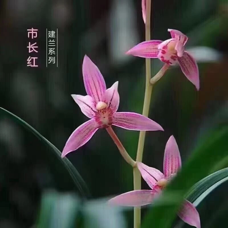 建兰市长红先明艺勤芽勤花，带盆发货