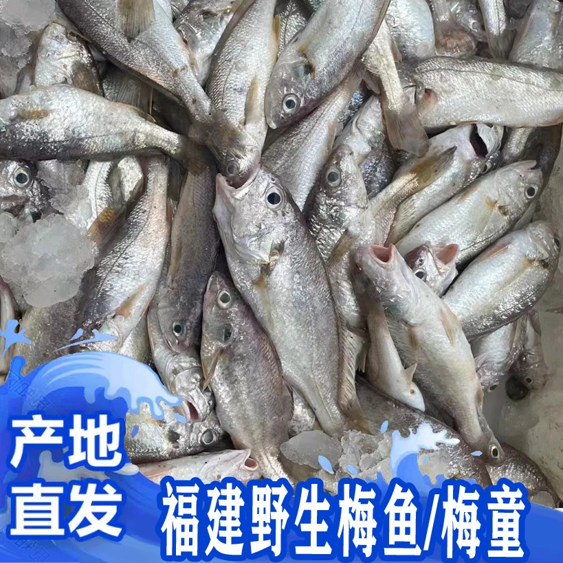 福建啊三海鲜【野生梅鱼/梅童鱼】新鲜寄顺丰
