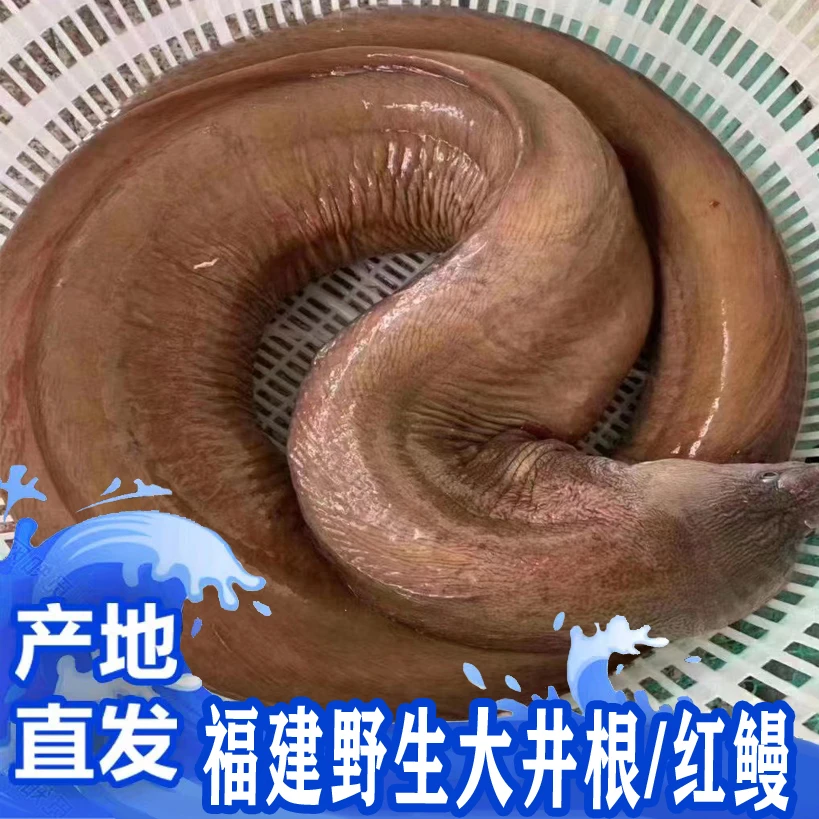福建啊三海鲜【野生大井根/红鳗/鳗鱼】寄顺丰