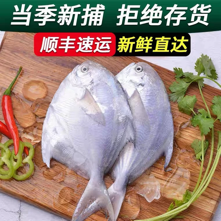 当季新鲜海捕银鲳鱼无冰。连云港发货