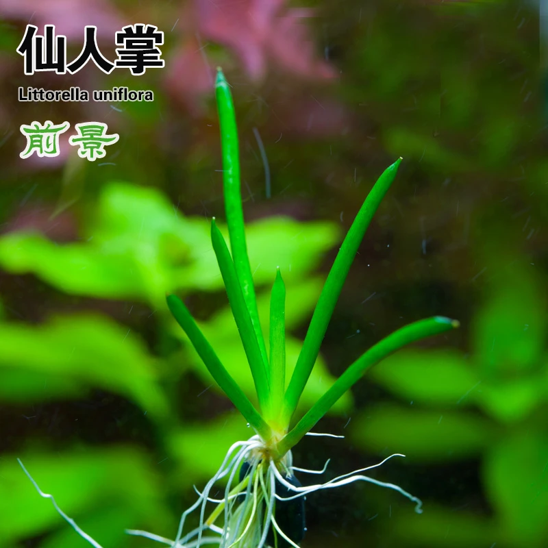 亚马逊水景馆 仙人掌 水草 水中叶 自家养玩家型水草店植物美观