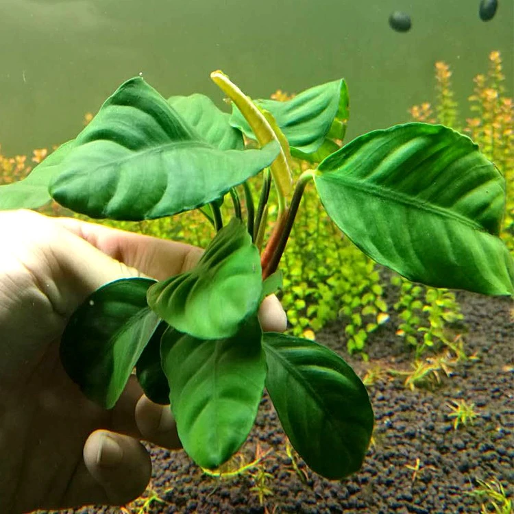 活体水草稀有咖啡榕鱼缸装饰懒人活体植物水榕淡水造景水下叶阴性