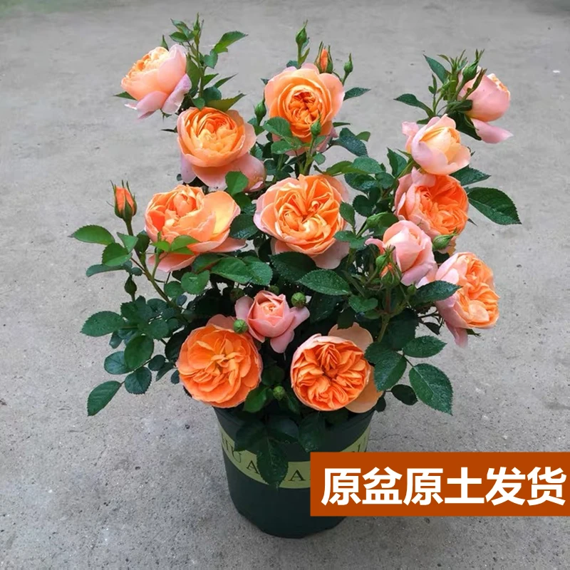 果汁阳台【逸彩】四季开花月季玫瑰花盆栽带花苞批发基地