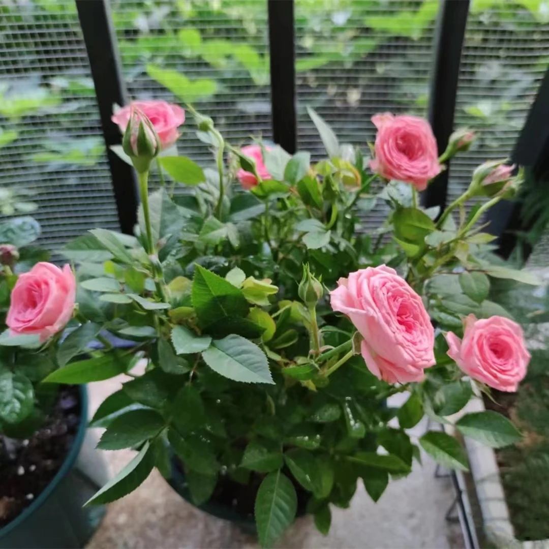 【双鱼座+仙度瑞拉】月季系列花绿植盆栽昆明基地直发鲜花
