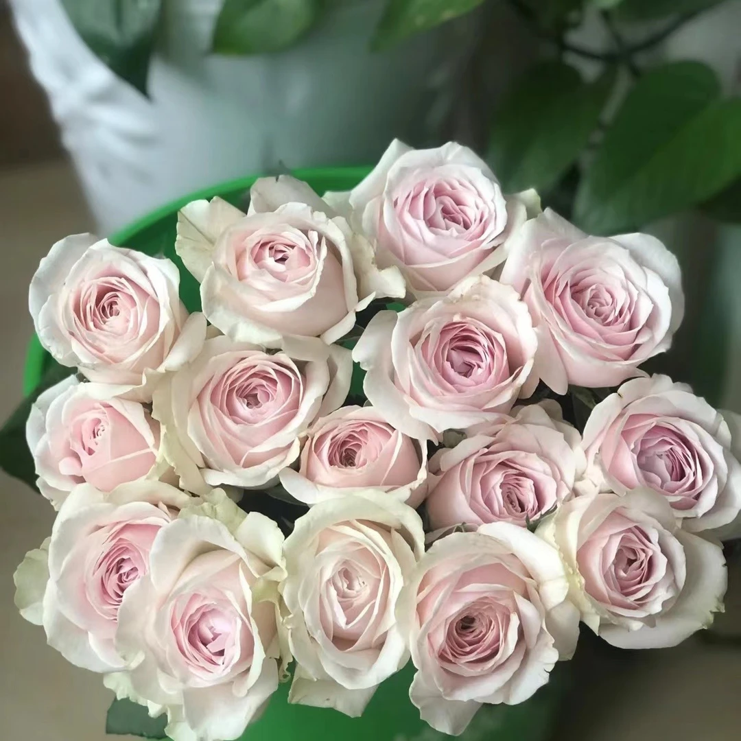 粉红雪山玫瑰10支（瓶插鲜花）