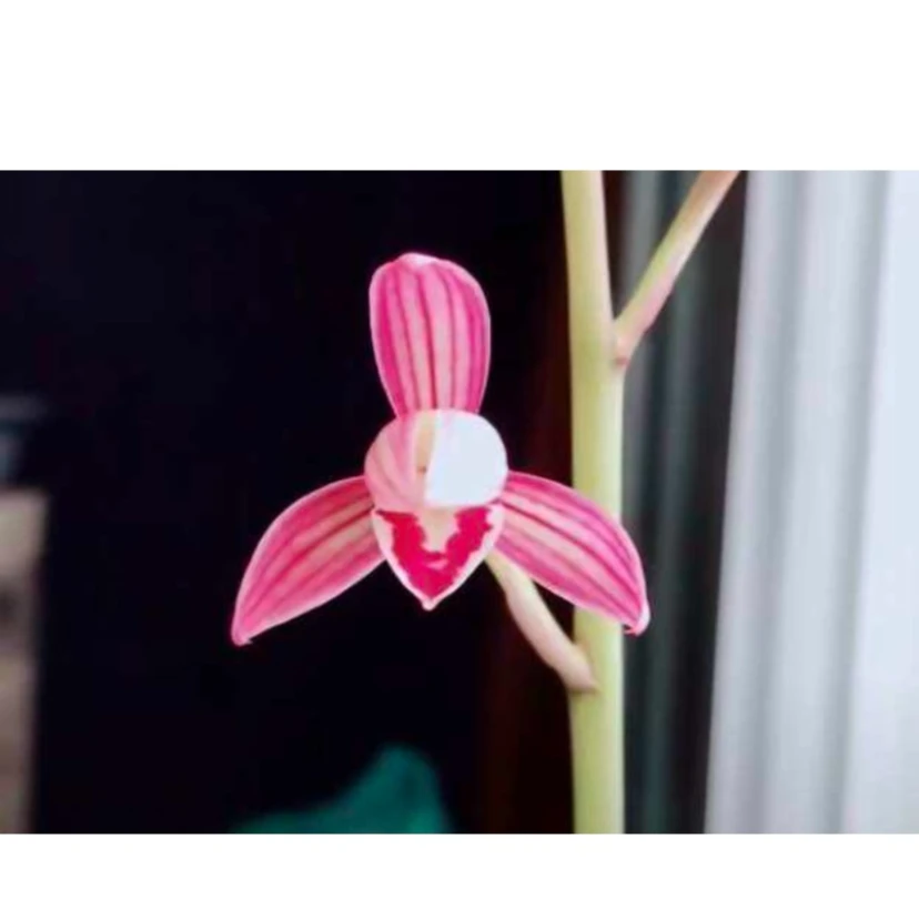四季兰建兰红花胭脂粉黛